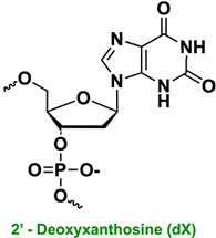 Bio-Synthesis Inc. Oligo Structure